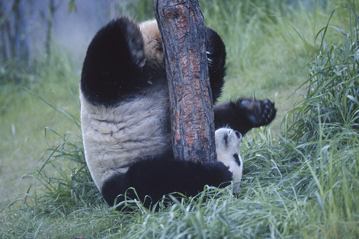 giant panda scent marking