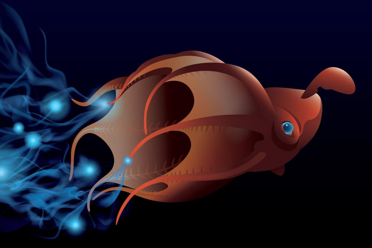illustrated vampire squid