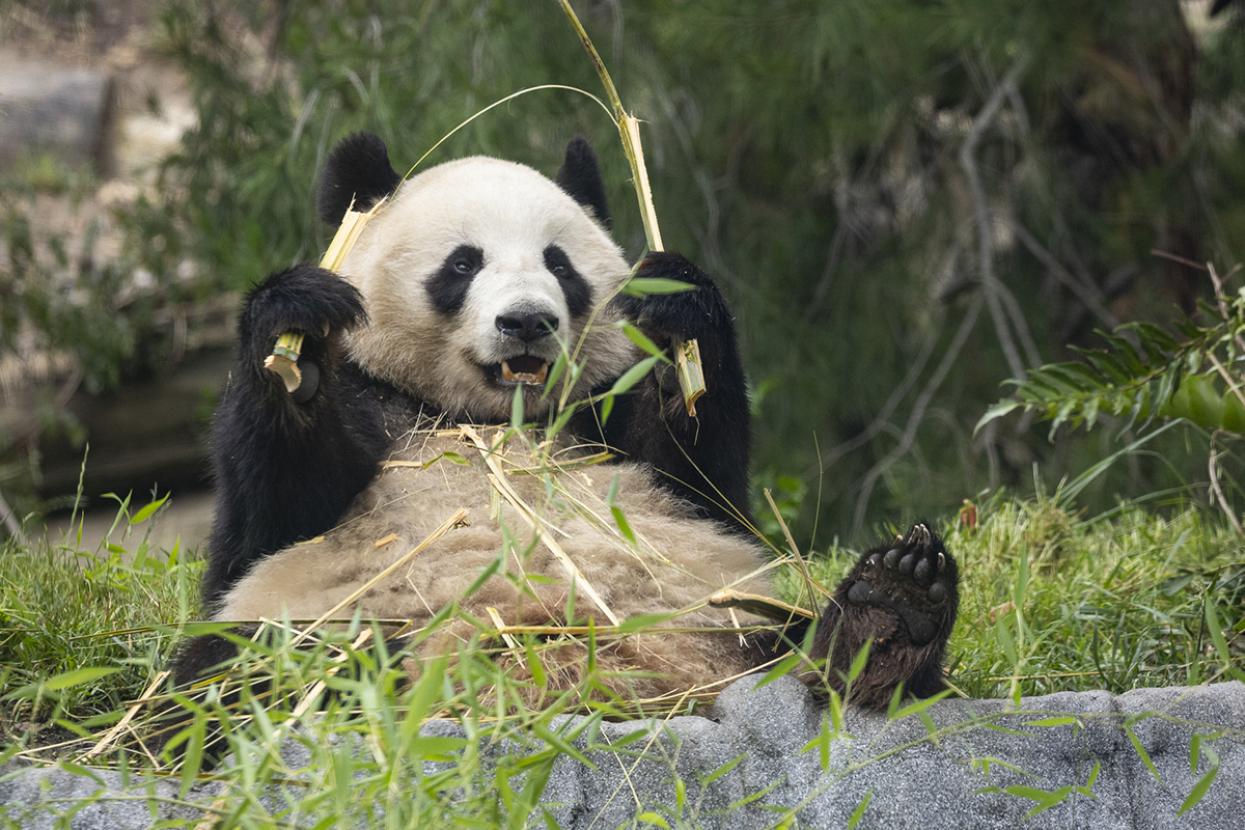 xin bao eating bamboo