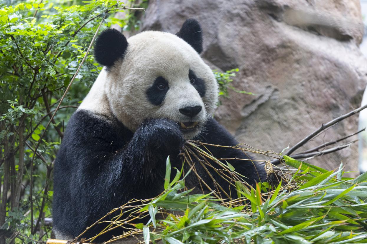 Giant panda Yun Chuan eating bamboo